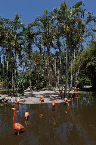 07 Fort Lauderdale, Flamingo Gardens.jpg